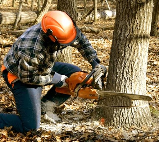 Tree Removal in Big Cabin, OK